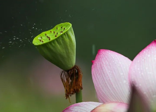 華邦瀛集團二十四節氣特輯